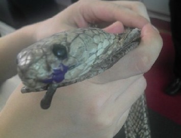 廣州白云機(jī)場(chǎng)CEIA安檢門(mén)檢測(cè)通道驚現(xiàn)逼真蛇形皮帶[圖]